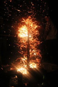 2016-tree-burn-3